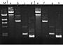 Affordable kit provides 20% higher plasmid yield and purity; used in various microarray applications using high-end PCR and DNA sequencing and cloning  |  3032-43 displayed